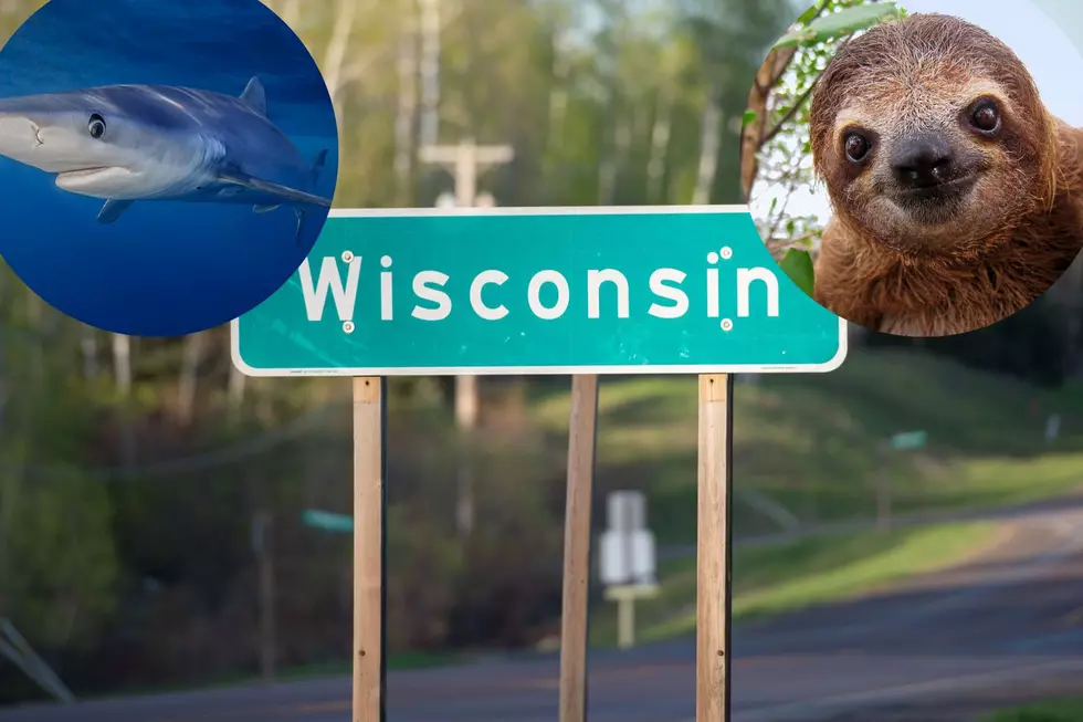 Wild Wisconsin: Exotic Pets You Could Own In The Badger State