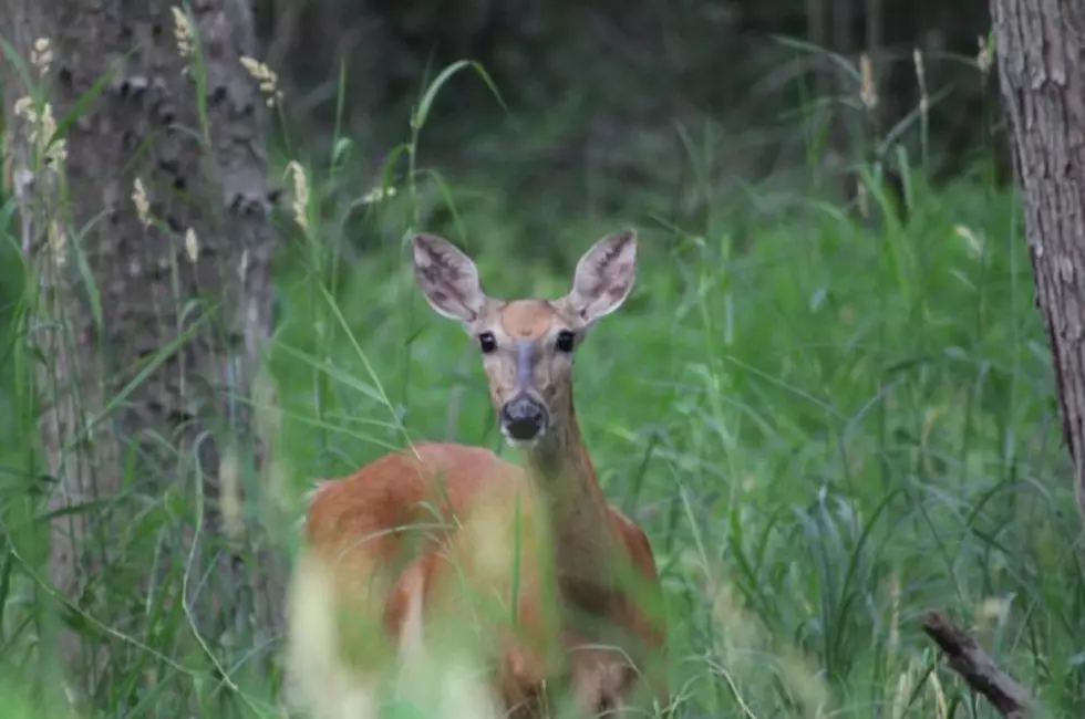 Everything MN Deer Hunters Need to Know for the Opener
