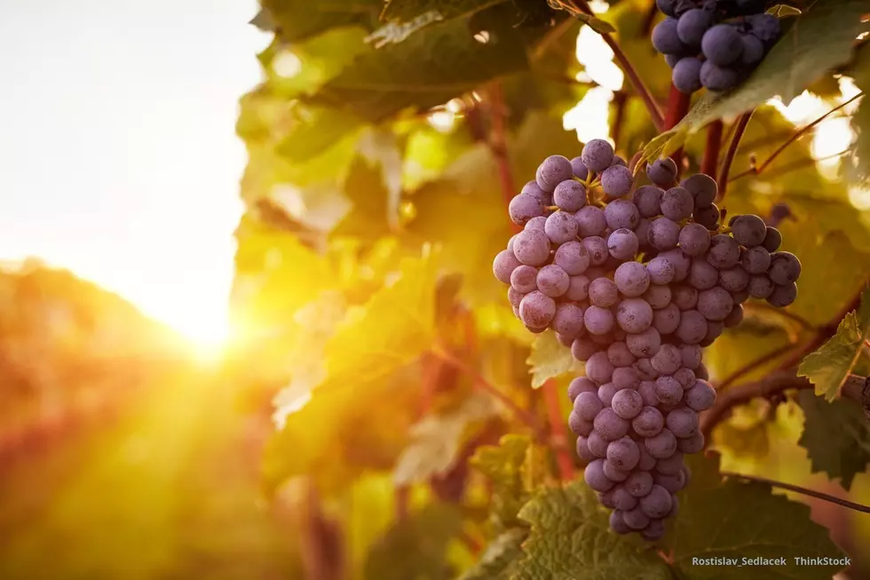 Winery in Southeast Minnesota Featuring FREE Movie Nights in the Vines