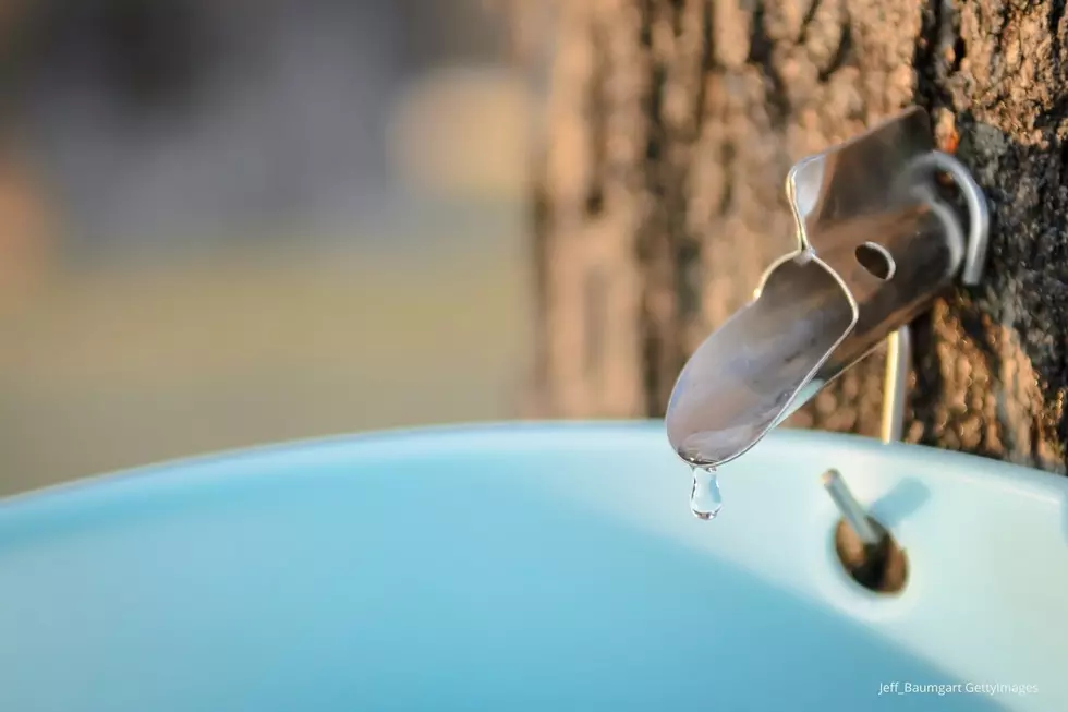 Can You Tap Any Maple Tree in Rochester for Syrup?