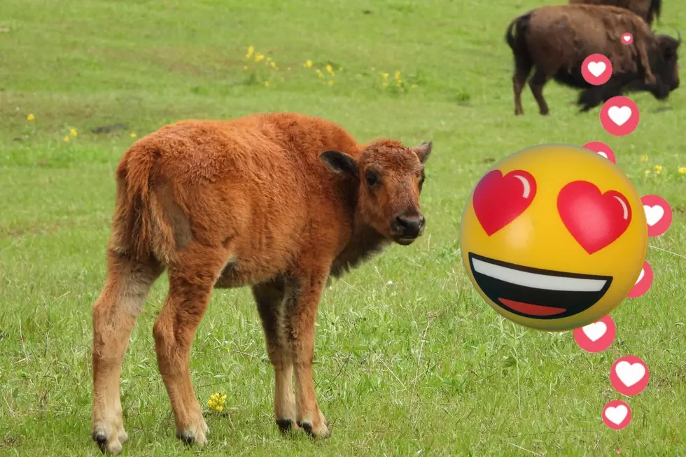 JUST IN: New Baby Bison Born in Southeast Minnesota