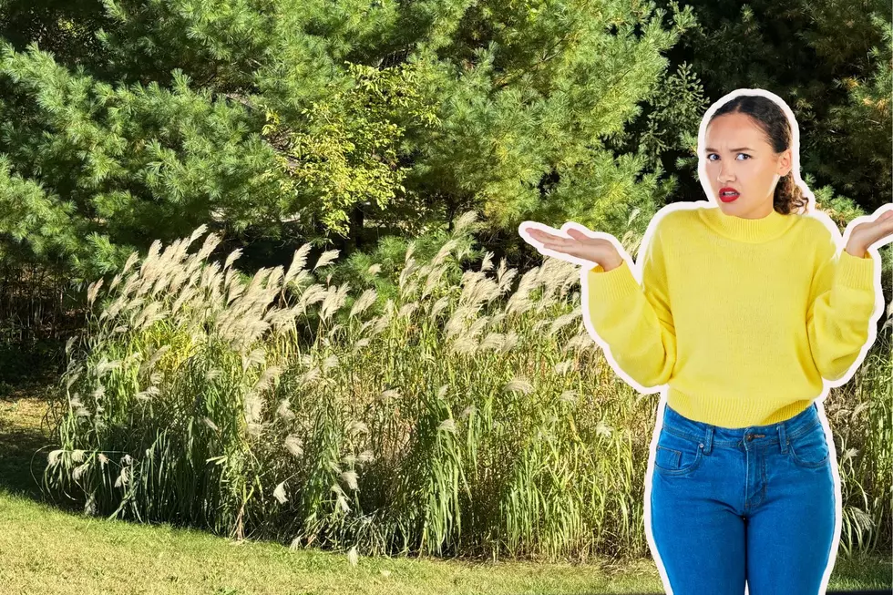 We Now Know What The Tall, Fluffy Grass is in Minnesota Ditches