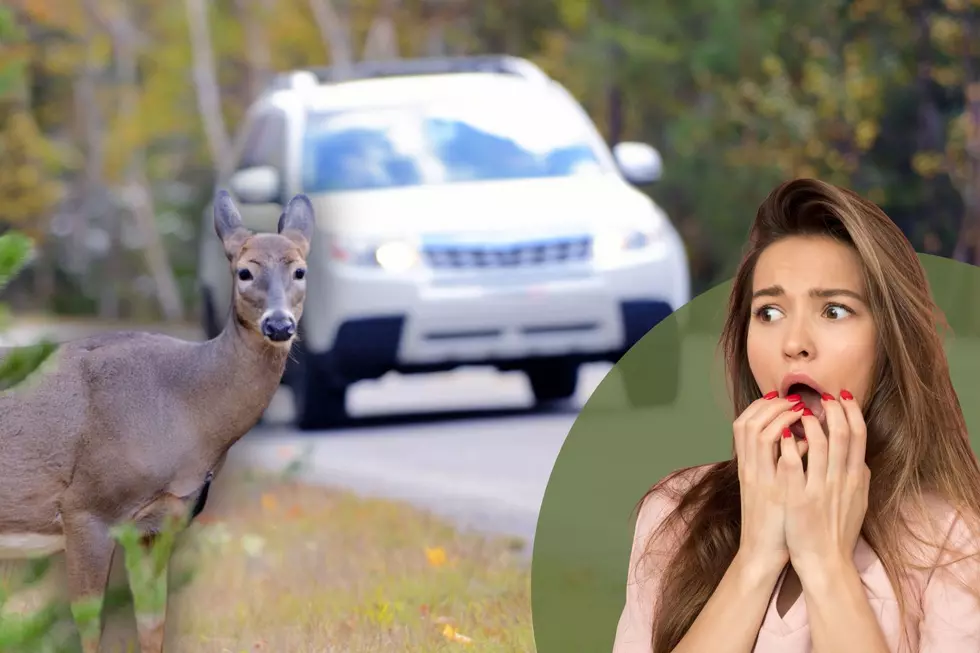 Hit A Deer In Minnesota? Here’s What You Need To Know