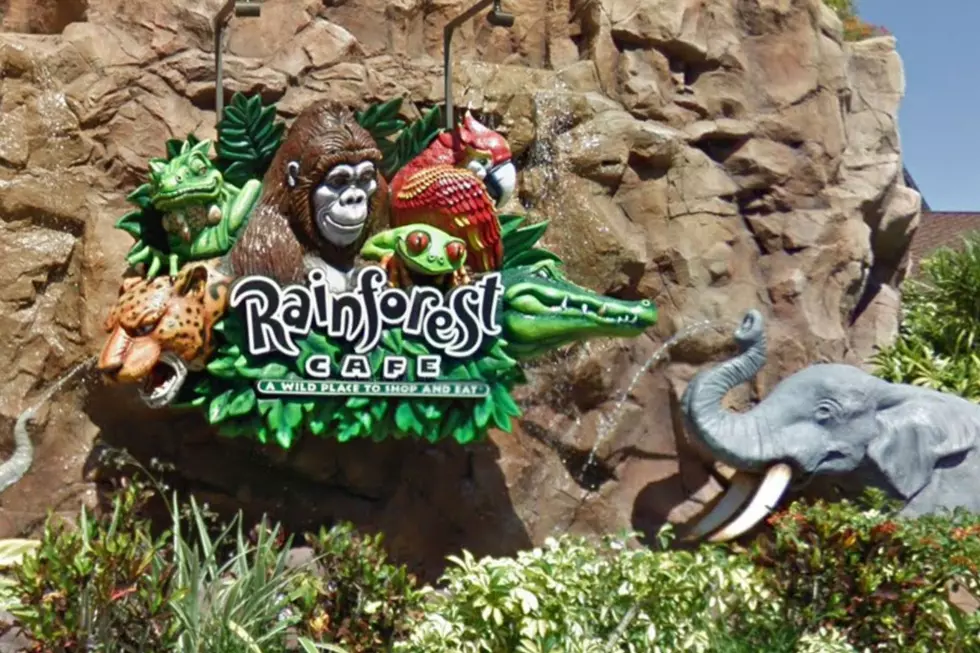Enjoy One Of The Last Rainforest Cafes Here In Minnesota