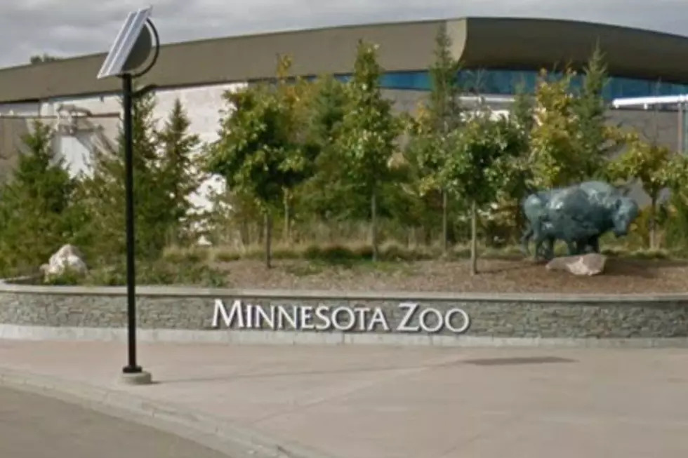 Double the Cuteness! Two New Babies Arrive at Minnesota Zoo
