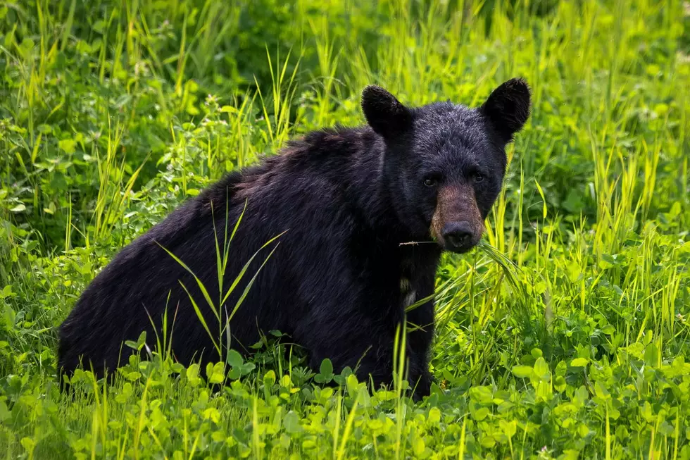 CAUTION: Another Bear Sighting Has Residents On Alert In Southeast Minnesota