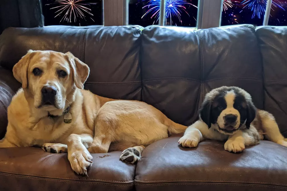 How To Prevent Lost Pets During 4th of July Celebrations in Minnesota