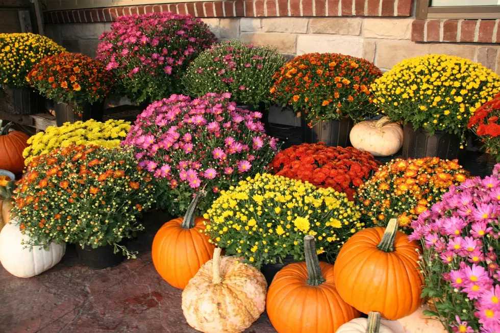 Where You Can Find Fall’s Best Blooms: 9 Great Places for Mums in Rochester