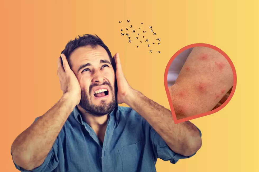 We Now Know What The Tiny, Annoying Bugs Are That Bite in Minnesota