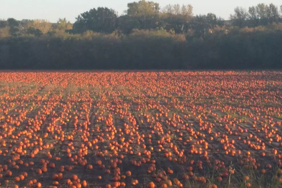 Spotted in Rochester: Breathtaking Field Full Of Orange and White Pumpkins!