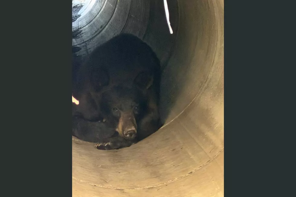 Photos: Black Bear Spotted in Small Town Just 30 Minutes From Rochester