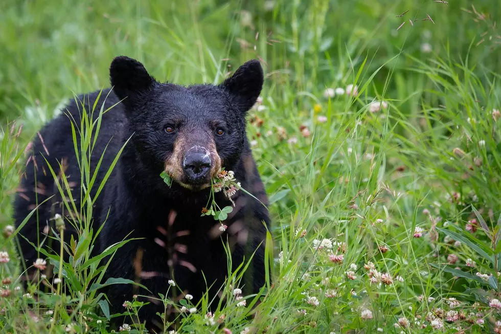 Black Bears Are Showing Up All Over Southeast Minnesota Right Now – See The Map