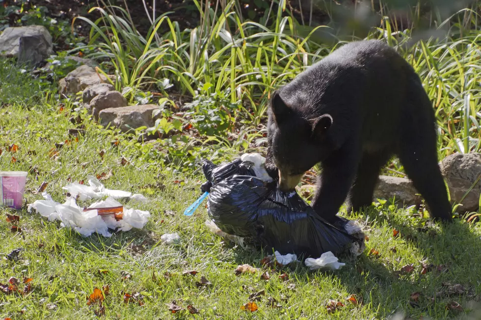 Bear Spotted Near Austin – SE Minnesota’s Running Tally Is Now 20+ Sightings This Spring