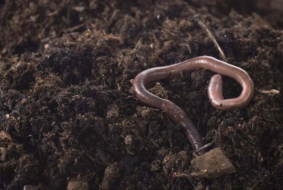 Beware of the Invasive Jumping Worms in Minnesota